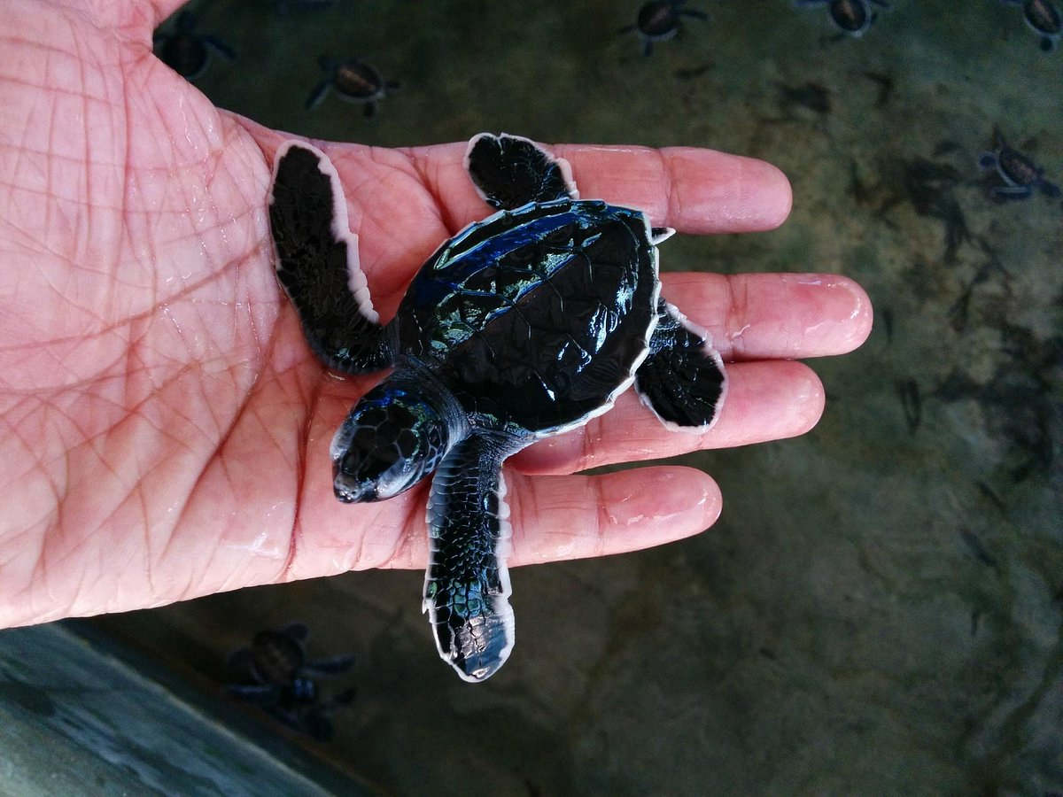 Lagoon or Turtle Conservation (Optional)