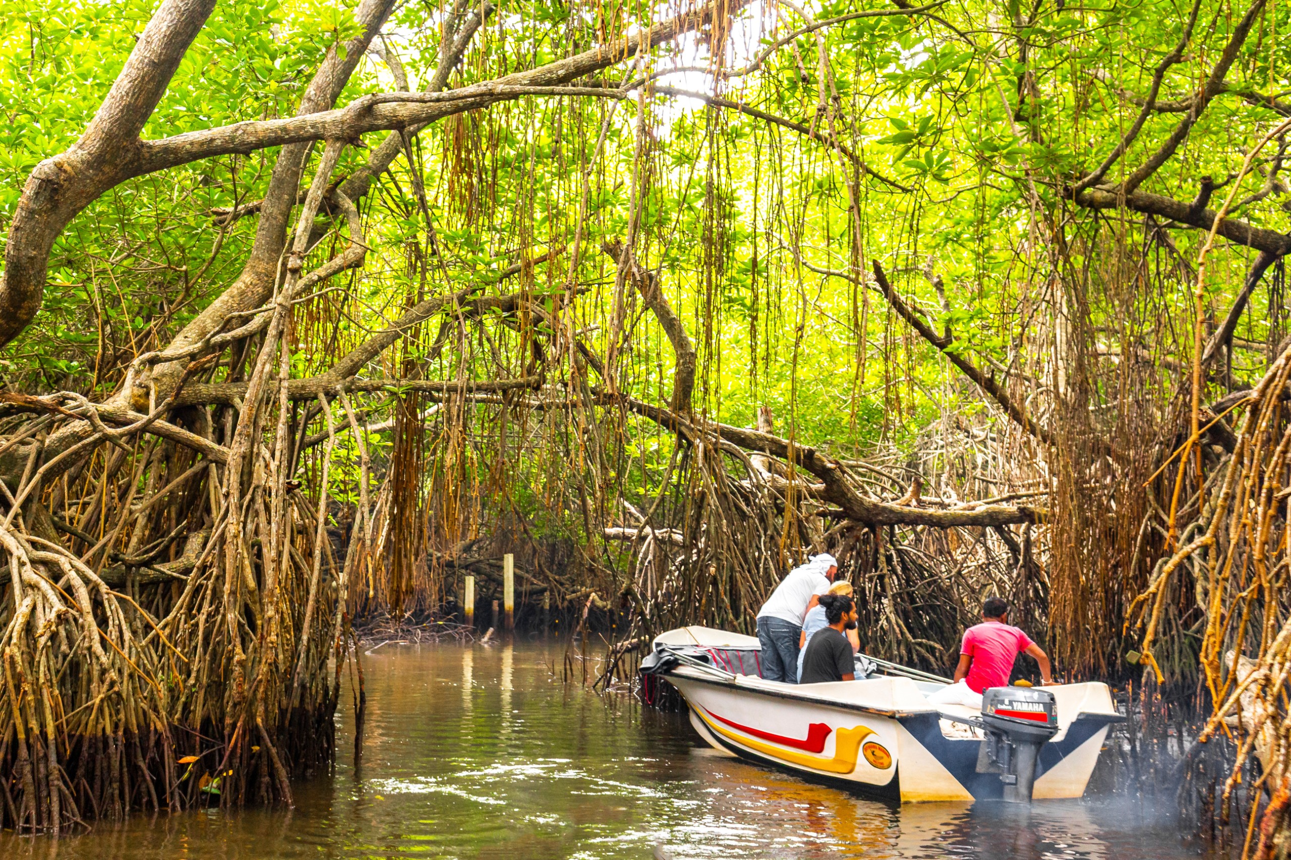 Eco Trekking & Mangrove Exploration