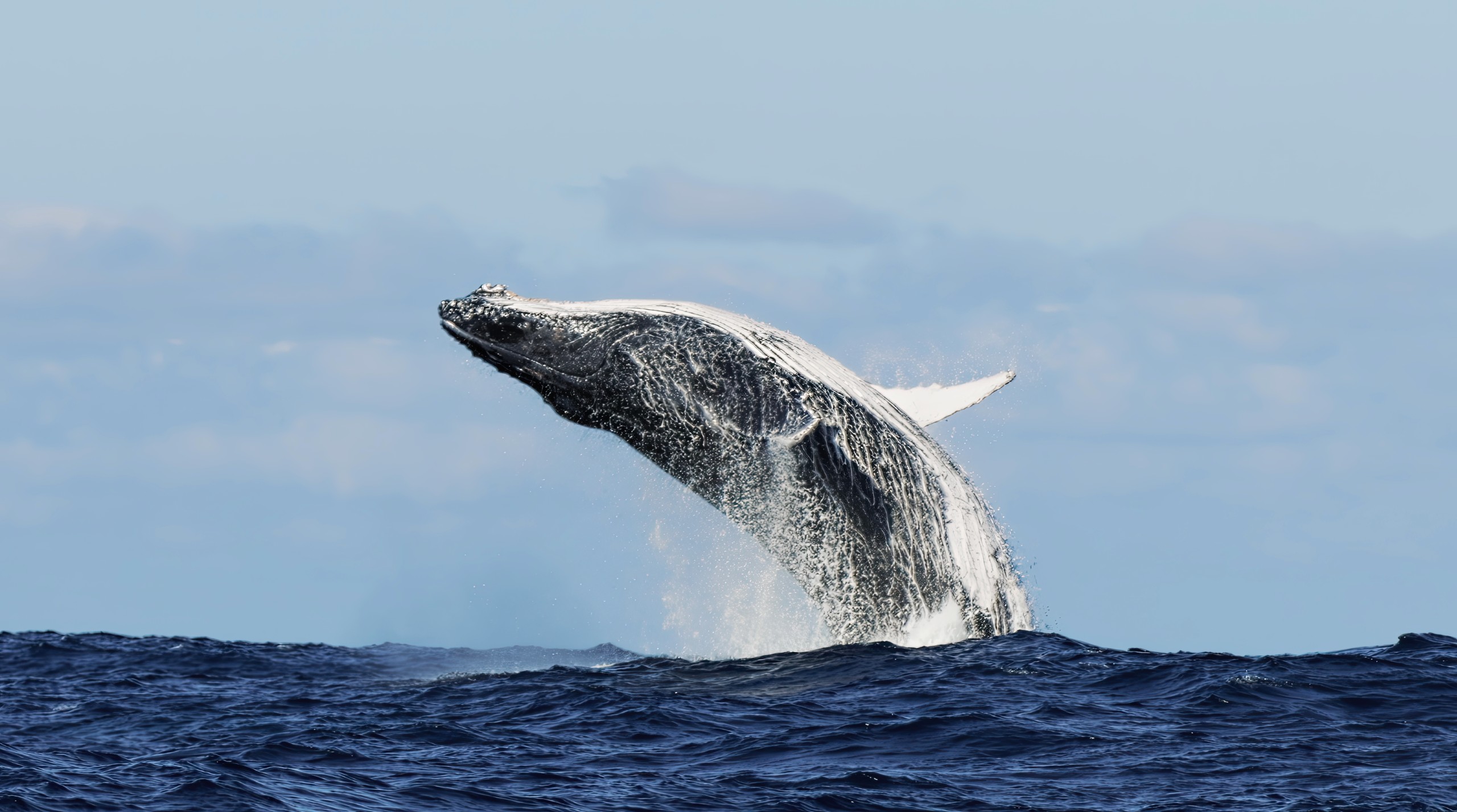 Transfer to Mirissa / Whale Watching & Snorkeling (Approx. 1.5:2 hrs)